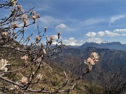 MONTE ZUCCO ad anello via linea tagliafuoco dalla Pernice (20apr21) - FOTOGALLERY